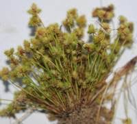 Image result for Isolepis sp.no.1