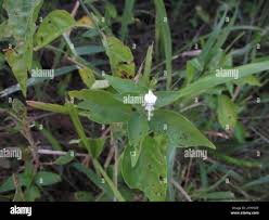 Image result for Hypoestes forskaolii