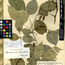 Image result for Rourea coccinea