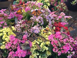 Butterfly gardening is a way to create, improve, and maintain habitat for lepidopterans including butterflies, skippers, and moths. Grow It Yourself A Backyard Butterfly Garden In Honolulu