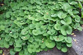 The purpose of the native woodland model the value of establishing woodland appropriate to site conditions using historical information to plan new 4. Plant Native Ground Covers Make America Green Again