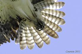 Bird Without Tail Feathers Osprey Tail Feathers Tail Feathers Birds Flying Osprey