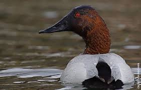 Black And White Duck With Red Face Canvasback Facts Figures Description And Photo Duck Pictures Waterfowl Hunting Wild Birds