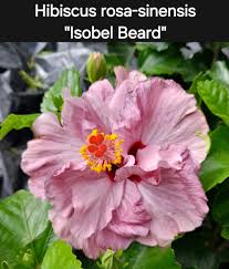 Image result for Hibiscus barbosae