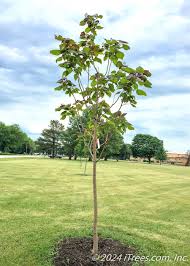 Image result for Catalpa