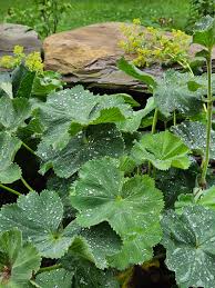 Image result for Alchemilla kiwuensis