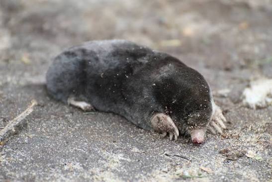 Iberian mole - Wikipedia