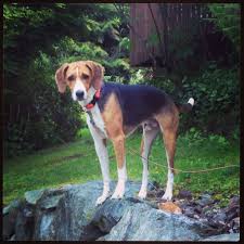 Pin By Benni Barker On Hounds The Fox And The Hound American Foxhound Dogs