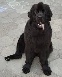 Have you just been out for a walk and seen a big black bear? Newfoundland Dog Wikipedia
