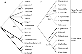 Image result for isolona lebrunii