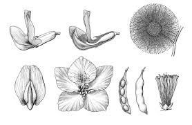 Image result for Fabaceae subfamily Papilionoideae