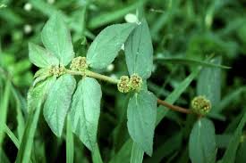 Image result for Euphorbia granulata