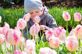 Tulipany droższe z powodu pandemii i mokrej zimy. Keukenhof Holandia Lisse Ogrod Tulipany Atrakcje Opinie