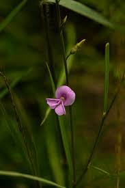 Image result for Rhynchotropis