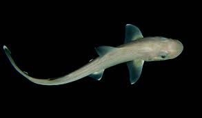 SeaLife in Königswinter: Babyhai ist schon 30 Zentimeter groß