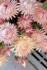 Pin On Garden Flowers