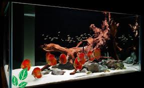 Sebab, ikan ini tidak menyukai kondisi aquarium yang terang. 35 Model Aquarium Ikan Hias Air Tawar Minimalis 2021