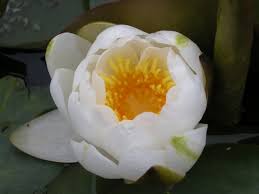 Image result for Nymphaea divaricata