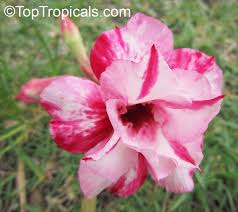 Pin On Adenium
