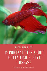 Betta Fish Popeye Also Known As Exophthalmia Is One Of The Many Betta Fish Diseases That Your Betta Could But Hopefully Wo Betta Betta Fish Tank Betta Fish