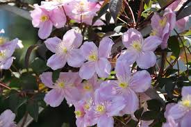 Mit dem beschneiden von frühblühenden sorten wird bis nach der blüte gewartet, denn der. Clematis Sorten Der Schnittgruppe 1 Richtig Schneiden Waldrebe
