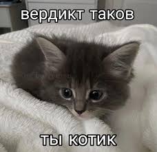 Котик Ты Сможешь У Тебя Получится | TikTok