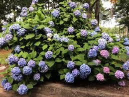 In this video, clive lodge, a professional gardener from kent, connecticut, provides a simple answer to the timing dilemma by dividing them into two categories: Guide To Pruning Hydrangeas University Of Maryland Extension
