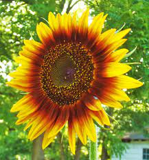 Yellow And Autumn Colored Sunflower Sunflowers And Daisies Sunflower Pictures Flowers