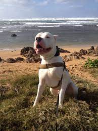 odin at the beach