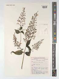 Image result for Brachystephanus holstii