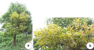 Image result for Acacia welwitschii