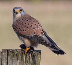 Mike Culley LBIPP,LRPS,LMPA.