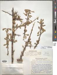 Image result for Commiphora mossambicensis