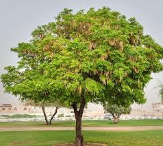 Image result for Albizia procera