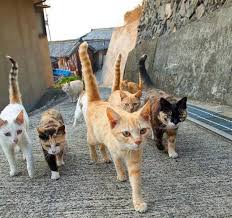 9geek On Instagram Dustum Mapus Damlarina Ogut Veren Cok Olur Cute Animals Cats Cute Cats