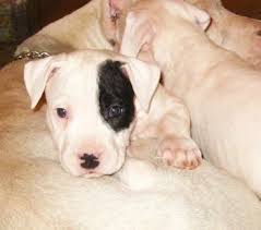 Dogo Argentino Dog Breed Information And Pictures