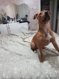 Ucretsiz Kopekler Home Facebook