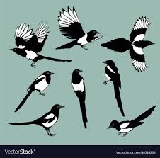 Set Magpie Birds Royalty Free Vector Image Vectorstock Magpie Art Bird Illustration Magpie