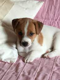 Since then, dogs of this mixed breed have been popular pets with family owners because of their playful, happy nature. Permalink To Beautiful Jack Russell Chihuahua Puppy For Sale Jack Russell Puppies Jack Russell Jack Russell Dogs