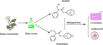Image result for Scopolamine