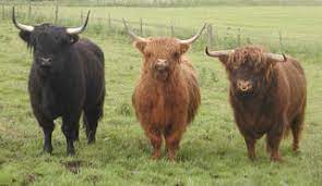 Breeds Highland The Cattle Site