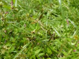 Image result for Pycreus flavescens