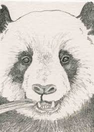 Pin Van Olijfje Op Dieren Tekenen Schilderen Dieren Tekenen Panda Tekening Tekenen
