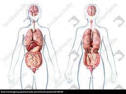 Ein anatomia humana menschliche anatomie muskelsystem homo sapiens, andere, abdomen abbildung des menschlichen inneren organs, weibliches organmodell des menschlichen organs. Weibliche Anatomie Innere Organe Hinten Und Vorne Stock Photo 26748182 Bildagentur Panthermedia