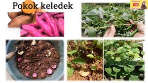 Maybe you would like to learn more about one of these? Pelbagai Cara Pembiakan Sains Tahun 3 Youtube