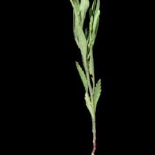 Image result for Streptopetalum serratum