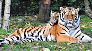 International tiger day celebrated on july 29 aims at spreading awareness. Cogieznr0qxlpm