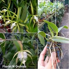 Maybe you would like to learn more about one of these? Pra Remaja Epidendrum Ciliare Coilostylis Anggrek Unik Spesies Bunga Anggrek Langka Shopee Indonesia