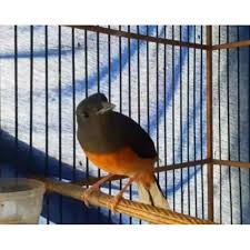 Irama kicaunya bervariasi dan tembakan yang keras. Murai Batu Bordan Betina Shopee Indonesia