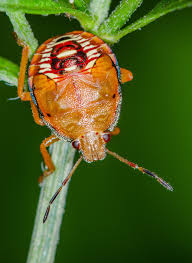 Macrodan This Stink Bug Nymph Looks Like It Has A Nuclear Explosion On Its Back Weird Insects Stink Bugs Insects